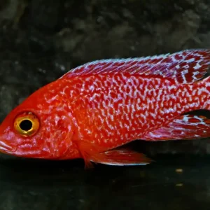 Kaiserbuntbarsch ML (Aulonocara firefish) Größe M Neuheit